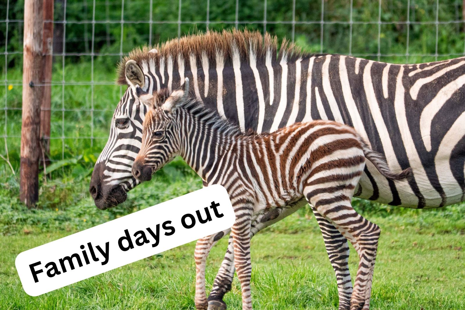 A baby and adult zebra